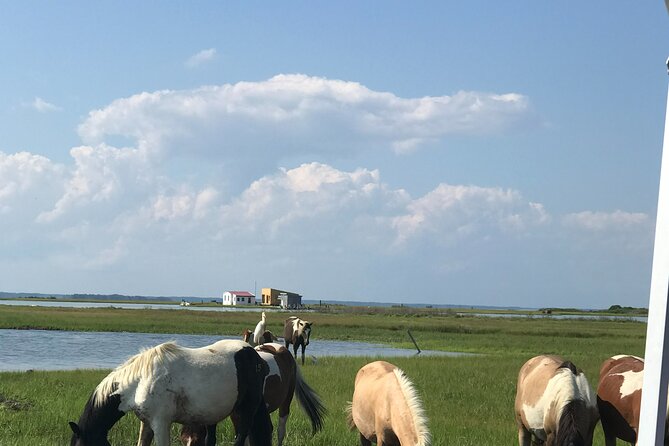 Chincoteague's Up The Bay Pony and Wildlife Tour by Boat - Searching Assateague for the Chincoteague ponies
