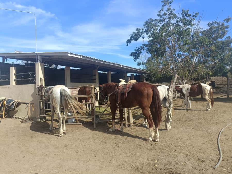 City Tour & Beach Club All Inclusive HorseBack Ride Sports - Key points before you book