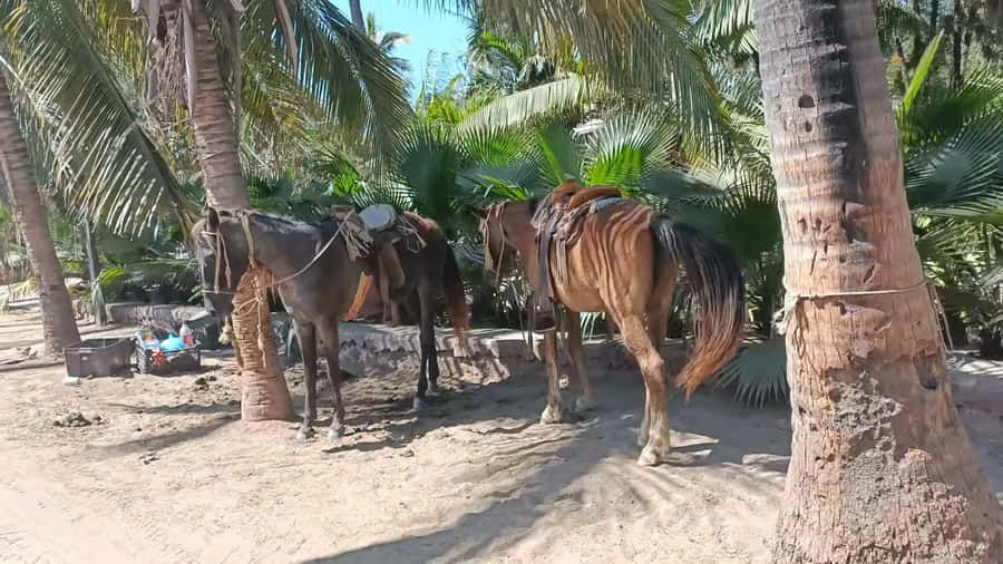 City Tour & Beach Club All Inclusive HorseBack Ride Sports - What the $75 price really covers
