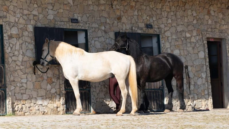 Cliffside Horseback Riding in the Algarve - Is $97 a fair price?