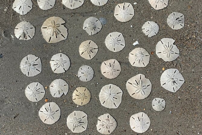 Coastal Excursion/Sunset Cruise/Sand Dollars/Sea Shells/Horses - How the named stops fit together