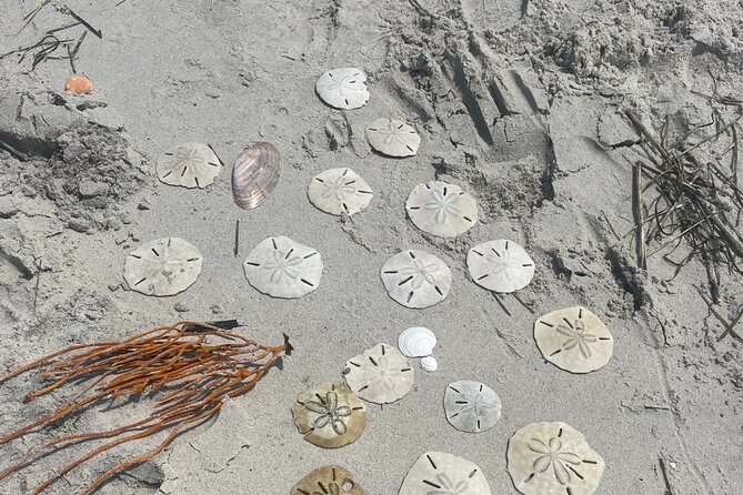 Coastal Excursion/Sunset Cruise/Sand Dollars/Sea Shells/Horses - Sunset timing and the best way to plan the outing