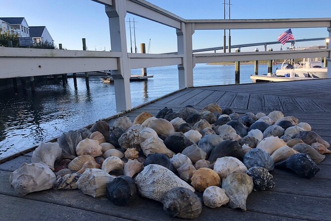 Coastal Excursion/Sunset Cruise/Sand Dollars/Sea Shells/Horses - Watching wild horses around Shackleford Banks