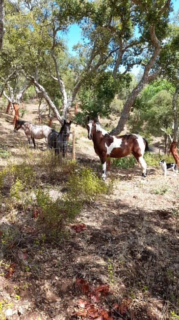 Costa Alentejana: Horse tour in Serra de Grândola - Riding through the Montado Alentejano