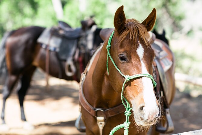 Cowpoke Ride: Adventurous horseback tour just 9 MILES from Sedona - What to wear and bring
