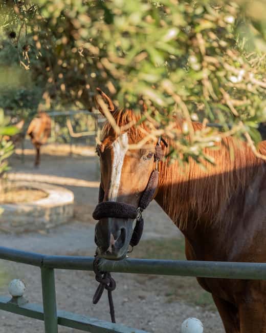 Crete Horse Riding: East Coastline Ride - What to Wear and Bring