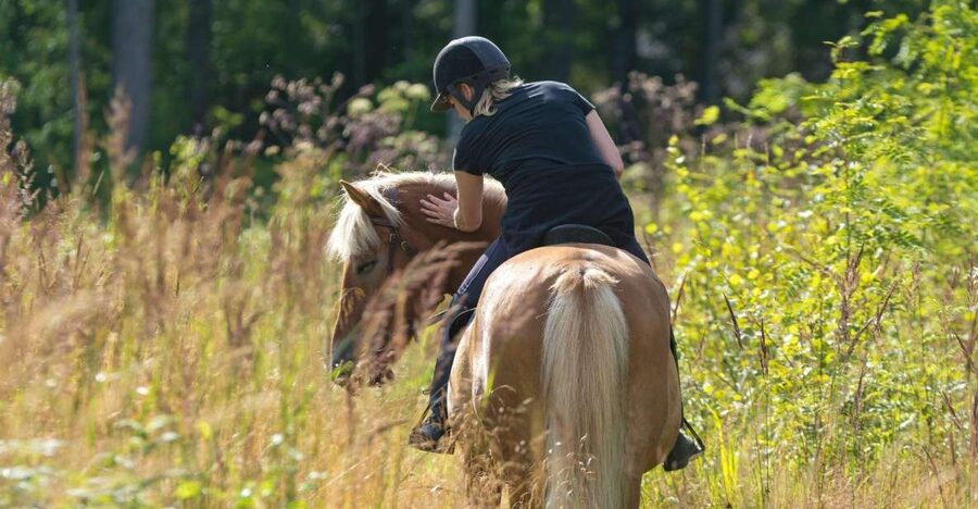 Cruseilles: Horseback Riding in the Countryside - Returning to the stable and meeting your horse again