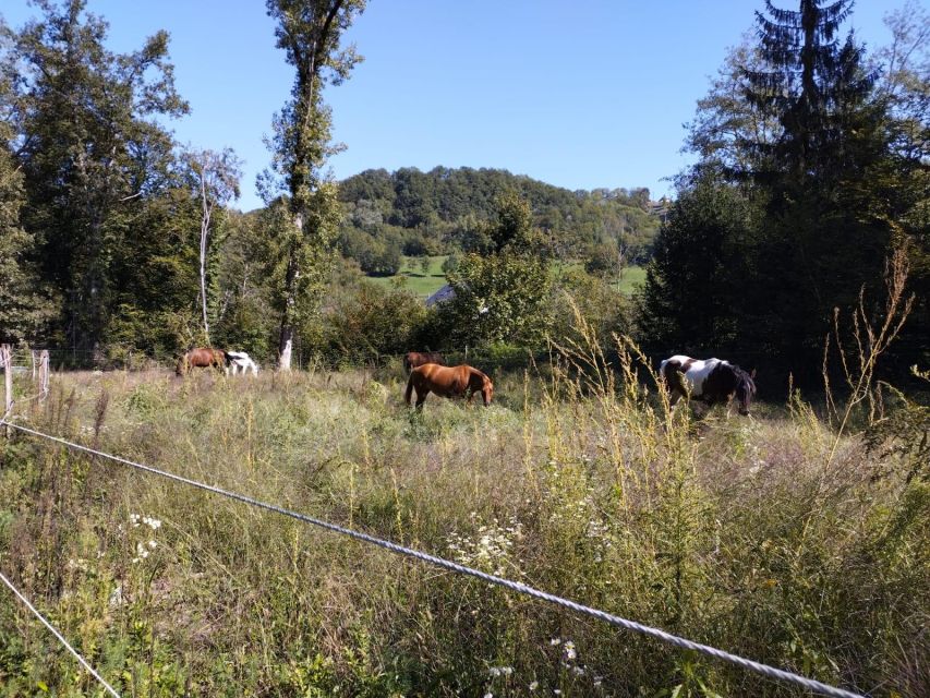 Cruseilles: Horseback Riding in the Countryside - One hour on the trails of Savoy