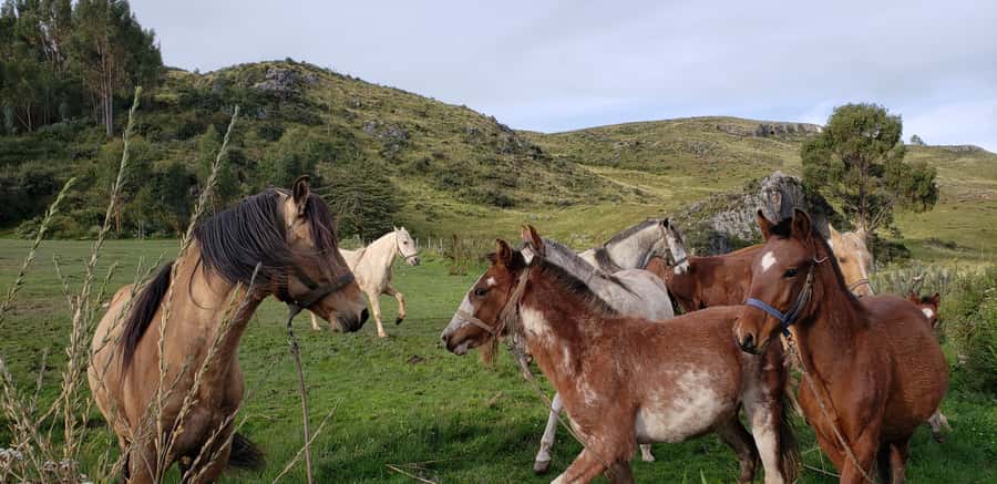 Cusco: Half-Day Horseback Riding at Devil's Balcony - Why this ride makes sense in Cusco