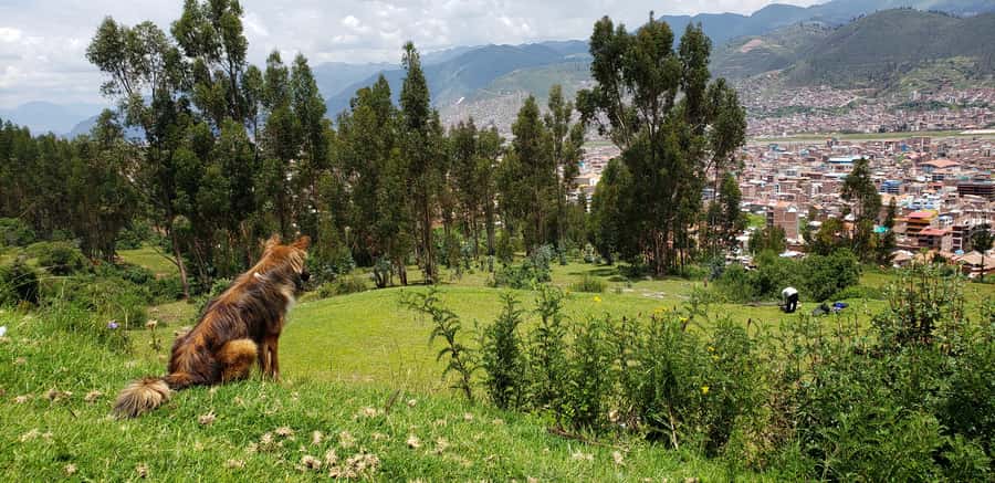 Cusco: Hidden Incan Temples Full-Day Horseback Riding Tour - What the riding level really means