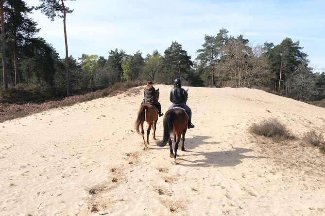 Day Trip to Fontainebleau : Horse Riding, Gastronomy and Castle - Who should book this Fontainebleau day trip?