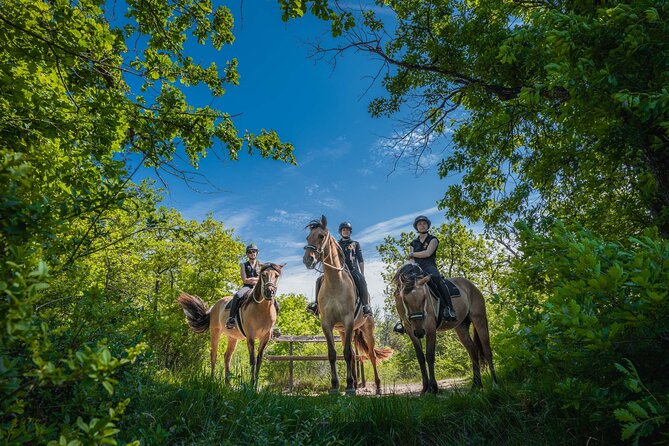 Day Trip to Fontainebleau : Horse Riding, Gastronomy and Castle - Meeting the horses in Fontainebleau Forest