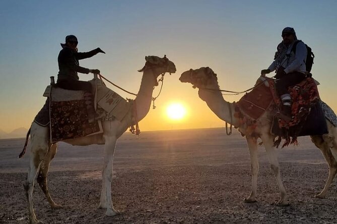 Desert & Sea Adventure – 3-Hour Horse or Camel Riding Experience - Hotel pickup makes the outing easy