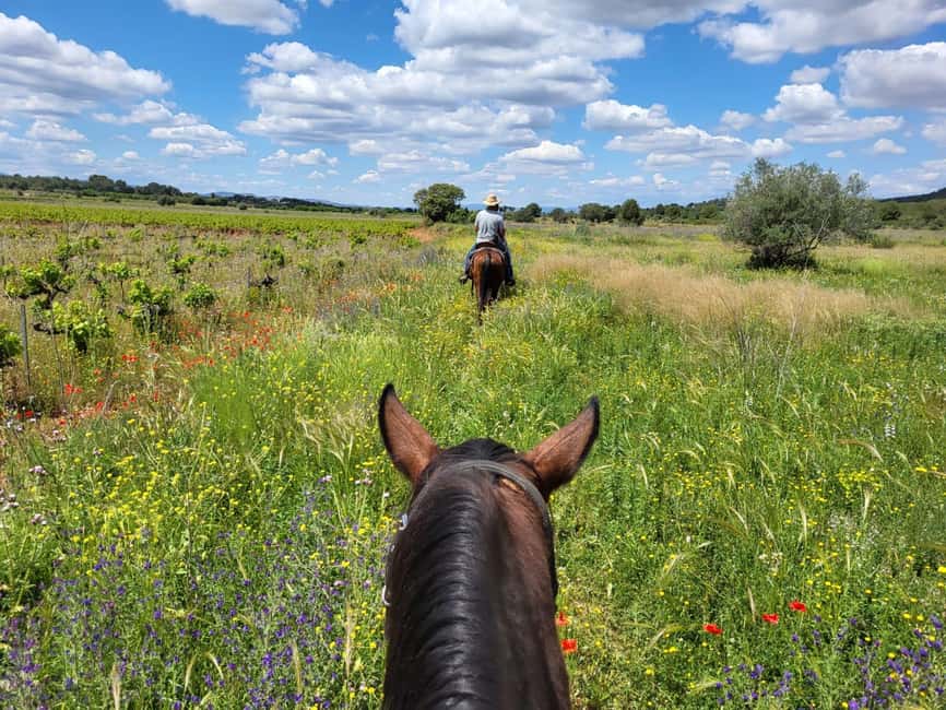 Discover the interior of Valencia on horseback - A 15-minute lesson makes the ride accessible