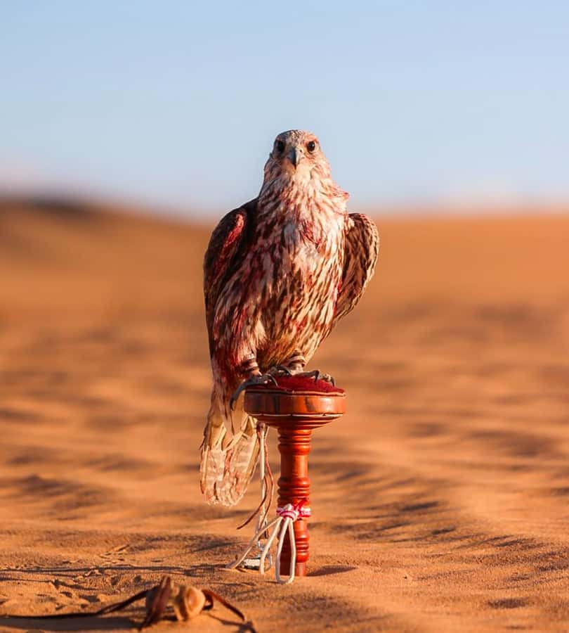 Doha : Arabian Horse Ride Experience With Pickup & Drop Off - Price and the value of a private three-hour outing