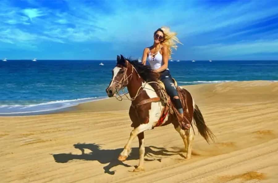 Doha : Arabian Horse Ride Experience With Transfer - One Hour on Horseback Near Sealine