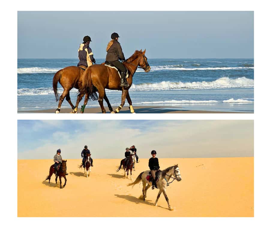 Doha: Arabian Horse Riding Experience –Sea or Desert Options - What the Doha pickup adds