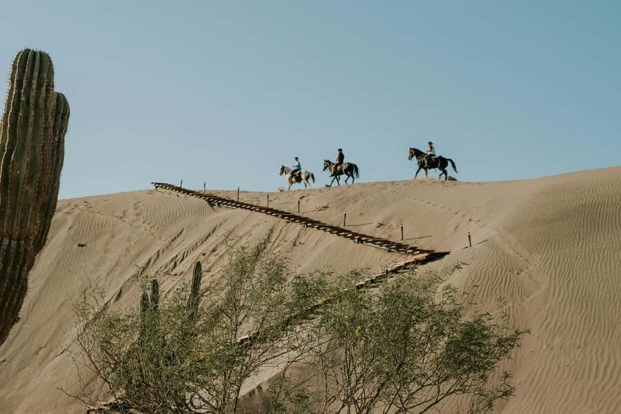 Doha: Arabian Horse Riding on the Seashore with Pickup - Key points to know before you book