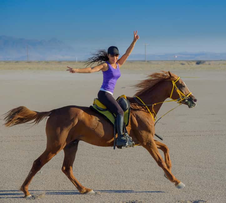 Doha: Arabian Horse Riding on the Seashore with Pickup - Riding beside the sea on Qatar’s golden sand
