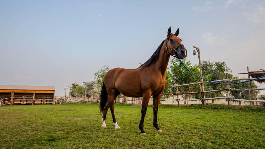 Dubai: Al Marmoom Oasis Horse Riding Experience with Snack - Reaching Al Marmoom Oasis from Dubai