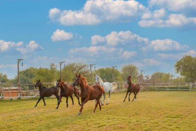 Dubai: Al Marmoom Oasis Horse Riding Experience with Snack