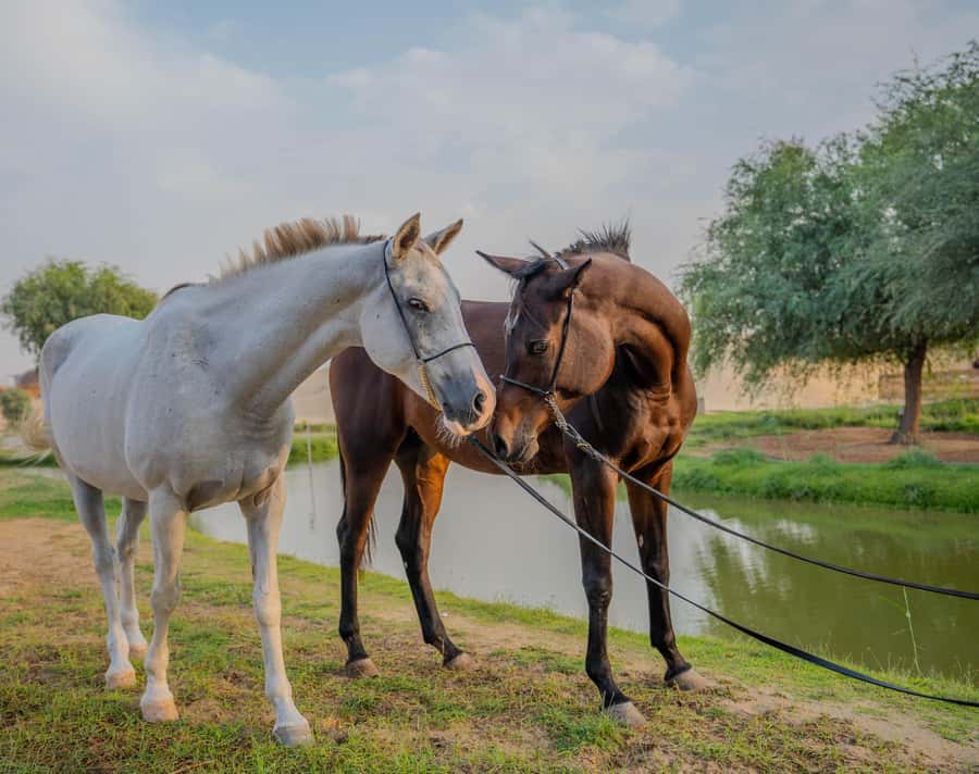 Dubai: Al Marmoom Oasis Horse Riding Experience with Snack - The guide can make or break the outing