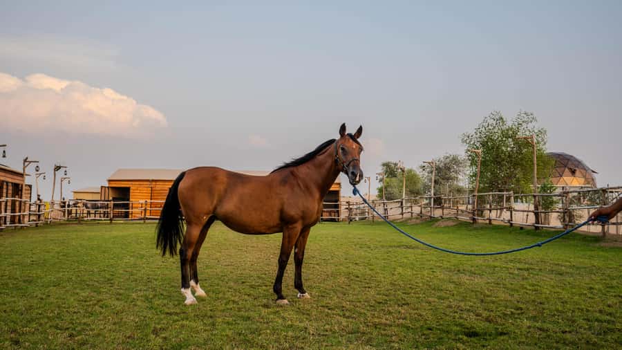 Dubai: Al Marmoom Oasis Horse Riding Experience with Snack - Booking details worth checking twice