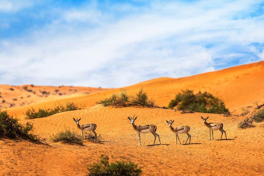 Dubai: Hot Air Balloon with Camel, ATV, & Horse Ride Options - Is $272 a fair price?