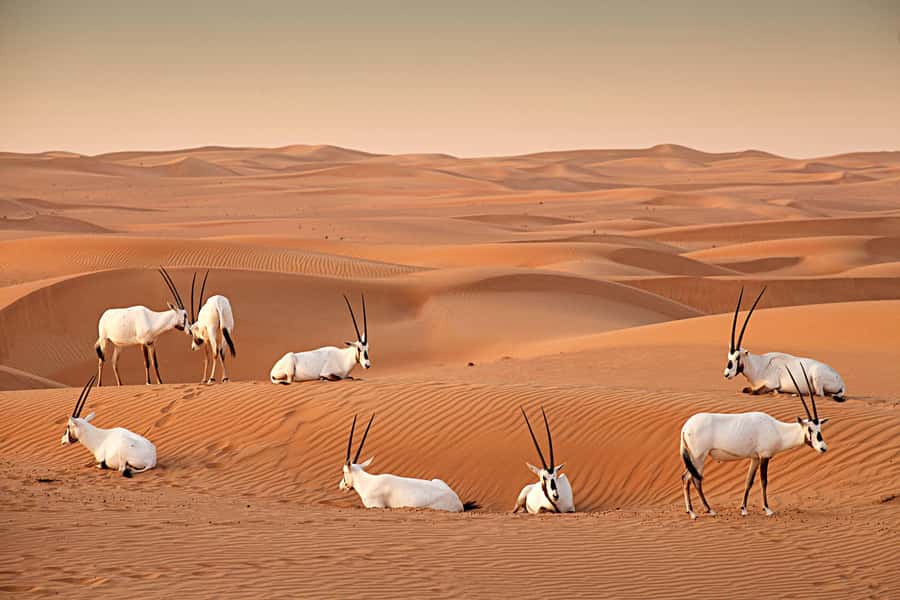Dubai: Hot Air Balloon with Camel, ATV, & Horse Ride Options - Useful booking and packing advice