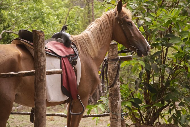 East Coast Horseback Riding & Waterfall Excursion - Is $160 a fair price?