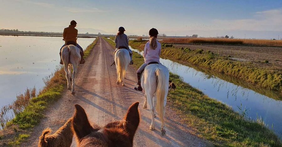 Ebro Delta National Park: Guided Horseback Riding Tour - Why the Ebro Delta is worth seeing from horseback