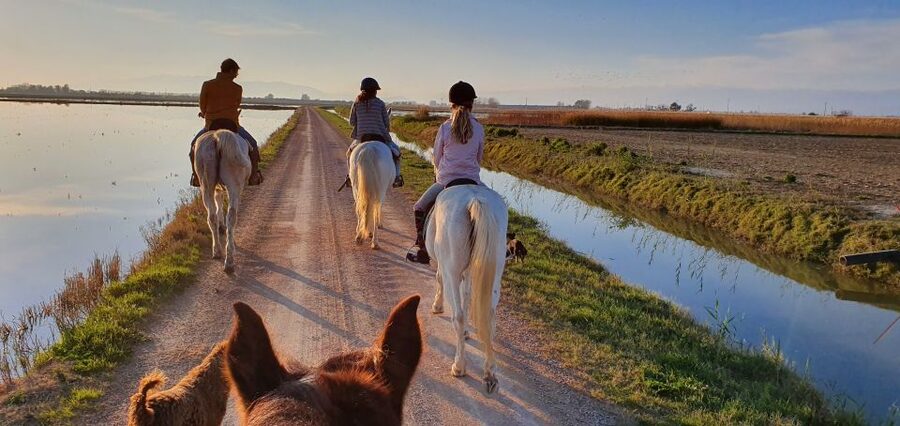 Ebro Delta National Park: Guided Horseback Riding Tour - The 17-minute Jeep ride to the horses