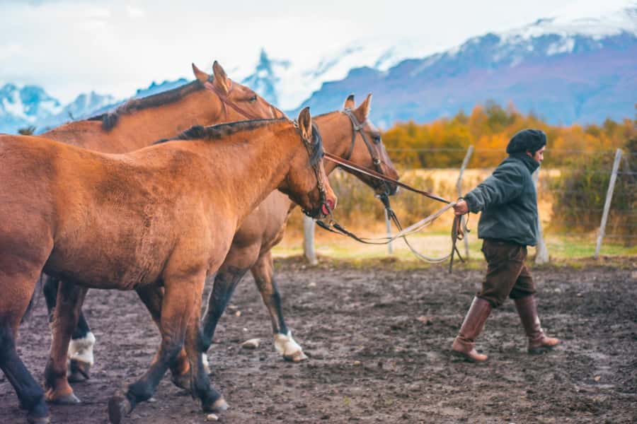 El Calafate: Nibepo Aike Ranch with Horseback Riding - Following Route 15 through the Patagonian countryside