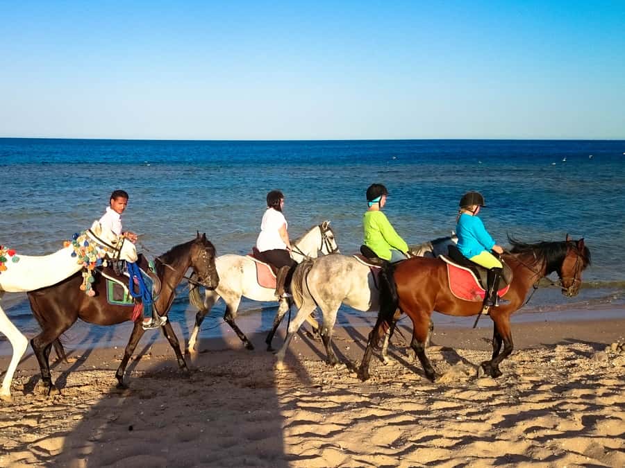 El Gouna: Desert & Sea Horse Riding With Swimming Optional - Booking advice for a smoother outing