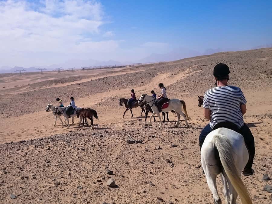 El Gouna: Desert & Sea Horse Riding With Swimming Optional - Who should book this ride?