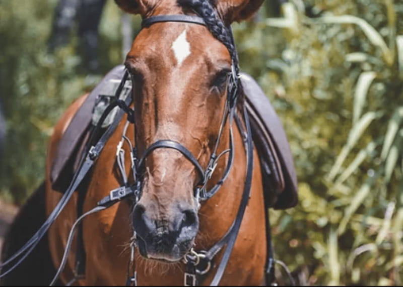 Ensenada: Horseback Riding at Playa Hermosa Beach - Starting near Ensenada’s cruise port