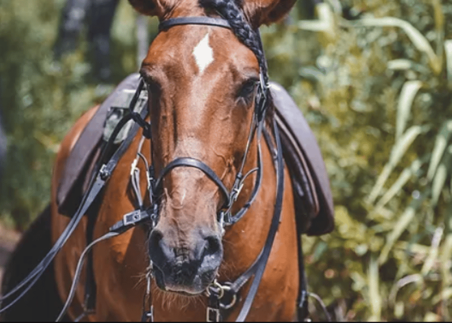 Ensenada: Horseback Riding at Playa Hermosa Beach - Should you book this Ensenada ride?