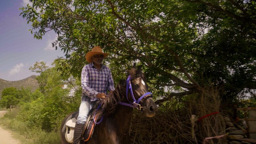 Equestrian Escape: Horse Safari Adventure - Feeding, cleaning, and grooming the Marwari horses