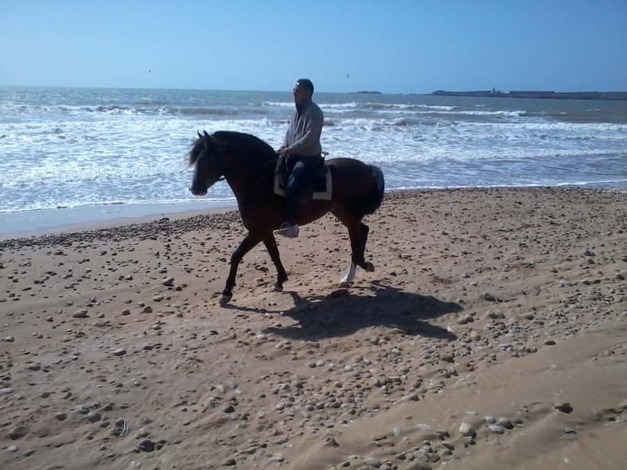 Essaouira: 3-Hour Horseback Ride - Key points to know before booking