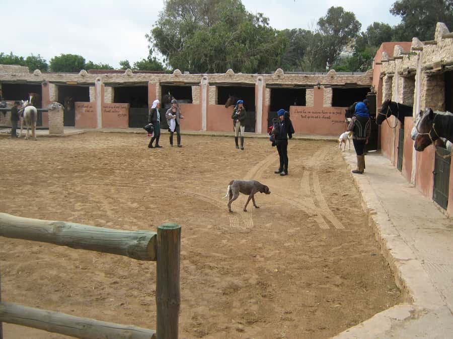 Essaouira: 3-Hour Horseback Ride - Views toward Mogador Island