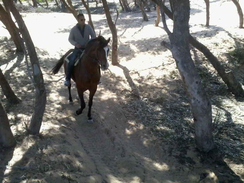 Essaouira: 3-Hour Horseback Ride - Pace, instruction, and language
