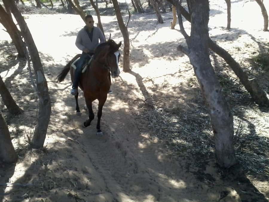 Essaouira: 3-Hour Horseback Ride - Is $84 a fair price?