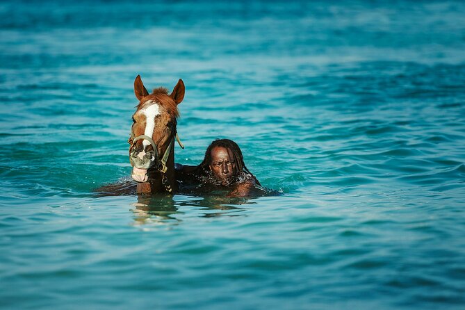 Experience the Swimming Horses at Carlisle Bay & the Garrison - Key points before you book