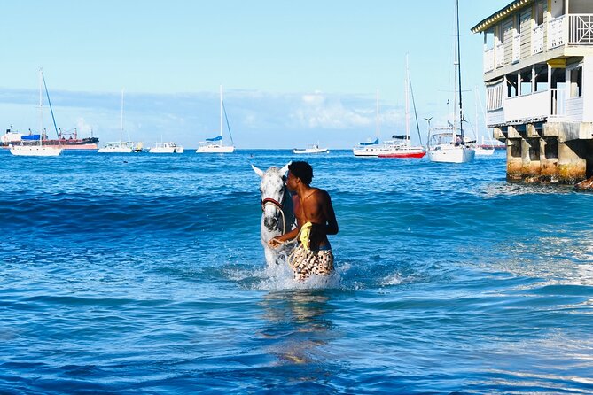 Experience the Swimming Horses at Carlisle Bay & the Garrison - Why the 6:00 am start is worth it
