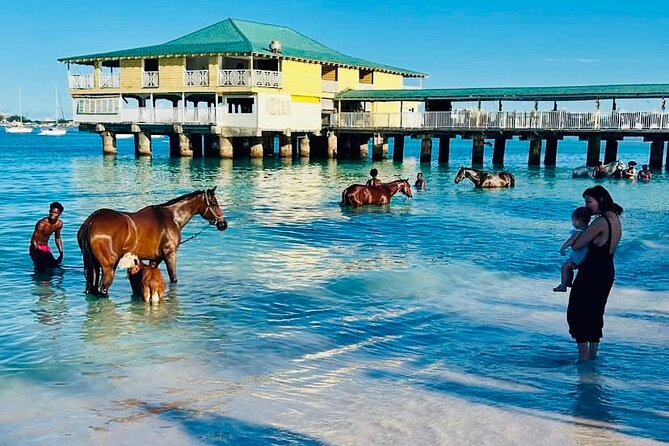 Experience the Swimming Horses at Carlisle Bay & the Garrison - Practical details for a smoother visit