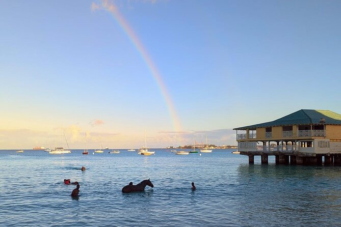 Experience the Swimming Horses at Carlisle Bay & the Garrison - Should you book the swimming horses tour?