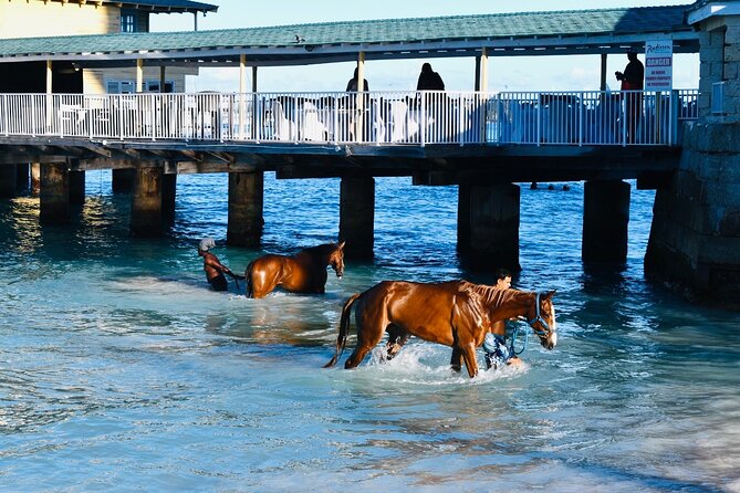 Experience the Swimming Horses at Carlisle Bay & the Garrison - Meeting the horses at Pebbles Beach