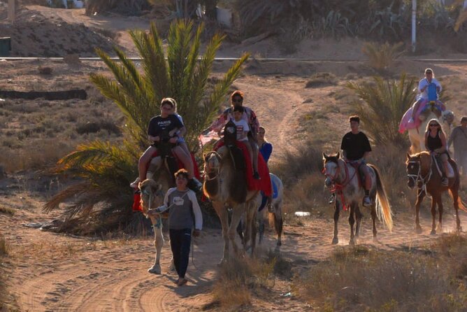 Explore Djerba by camel and horse - Who will enjoy this Djerba outing most