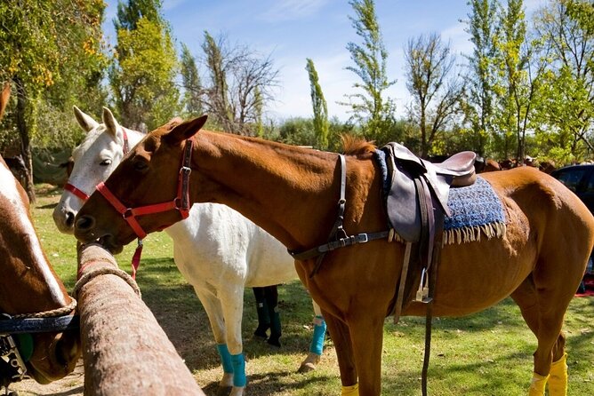 Extreme Horses Adventure with ATV, Ziplines & Cenote - Safety, comfort, and practical limits