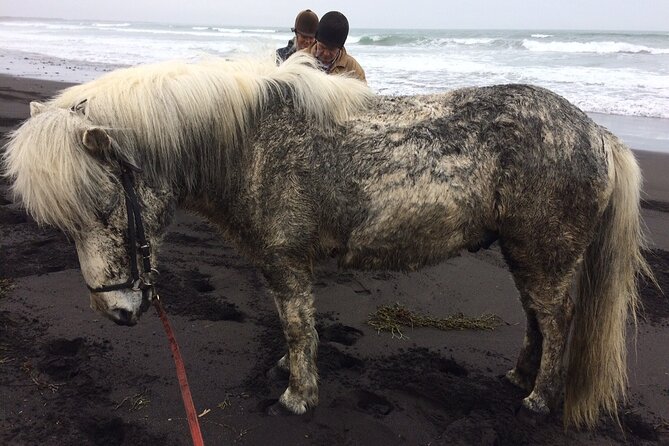 Family Horse Riding Tour in Thorlakshofn - Equipment, clothing, and comfort